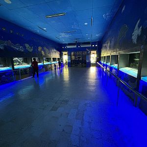 Aquarium - 20 tanks