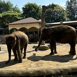 Asian Elephants