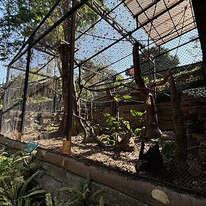 Sulawesi Crested Macaque Exhibit