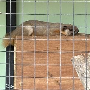 Cream-coloured Giant Squirrel