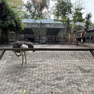 Ostrich Exhibit