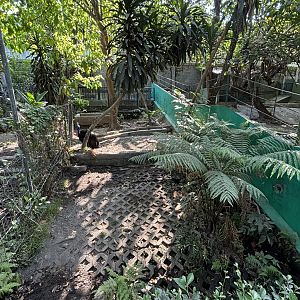 Cassowary Exhibit #2