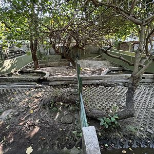 Malayan Tapir Exhibit