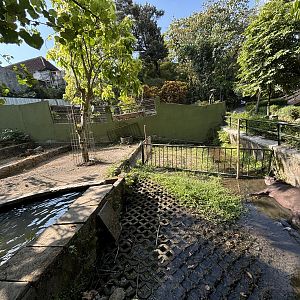 South American Tapir Exhibit