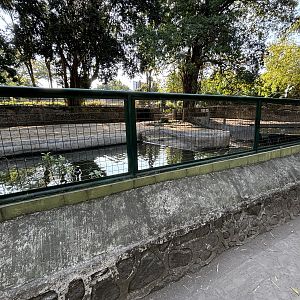 Common Hippo Exhibit