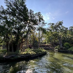 Siamang Exhibit - 2 islands