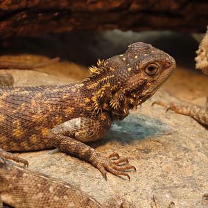 Bibron’s Agama (Agama bibronii)