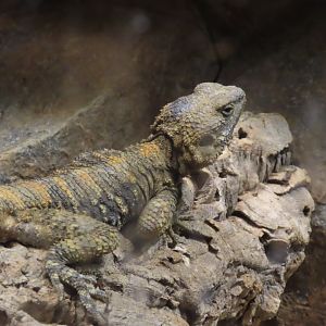 Painted Agama (Laudakia stellio)