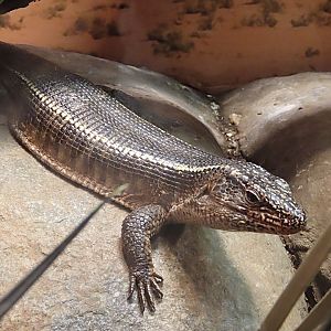 Giant Plated Lizard