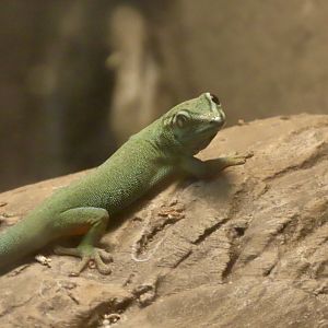 Turquoise Dwarf Gecko