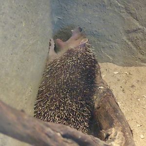 Lesser Hedgehog Tenrec