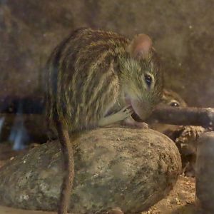 Barbary Striped Grass Mouse