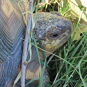 Ploughshare Tortoise