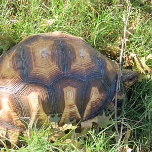 Ploughshare Tortoise
