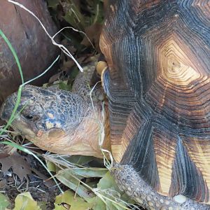 Ploughshare Tortoise