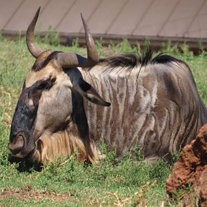 Blue Wildebeest