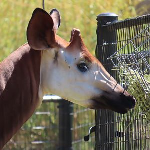 Okapi