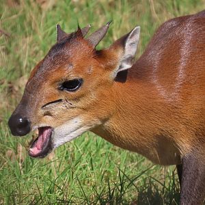 Red-flanked Duiker