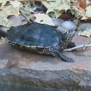 Ouachita Map Turtle