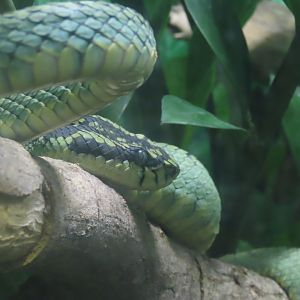 Sri Lankan Pitviper