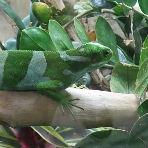 Fiji Banded Iguana (Brachylophus bulabula)