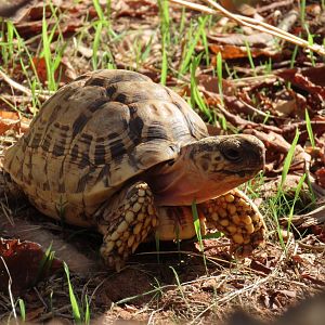 Indian Star Tortoise