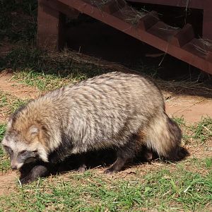 Common Raccoon Dog