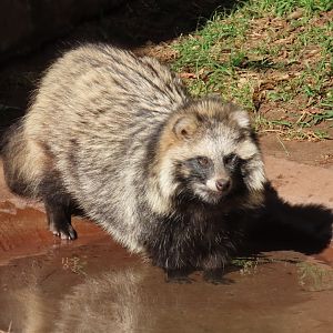Common Raccoon Dog