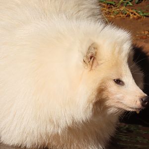 Common Raccoon Dog