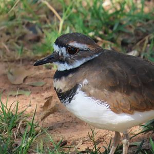 Killdeer
