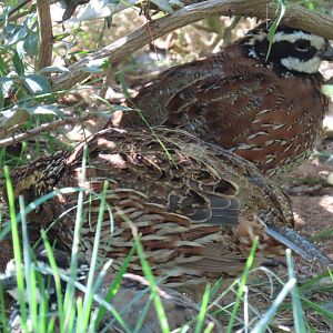 Northern Bobwhite