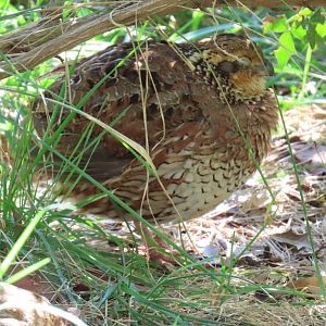 Northern Bobwhite