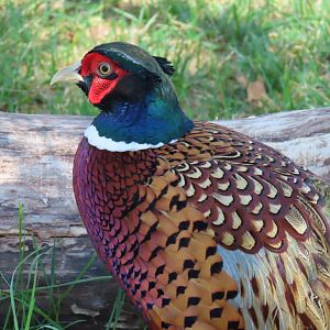 Ring-necked Pheasant