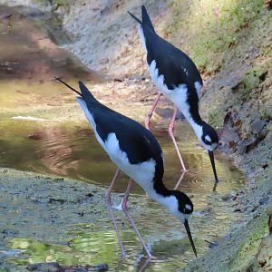 Black-necked Stilt