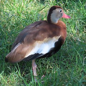 Black-bellied Whistling Duck