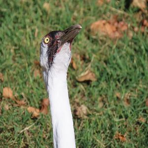 Whooping Crane
