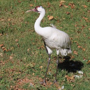 Whooping Crane