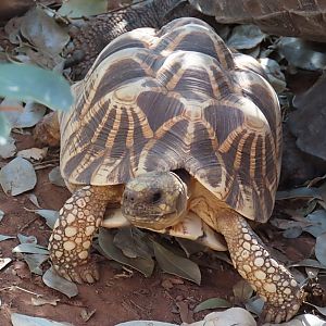 Burmese Star Tortoise