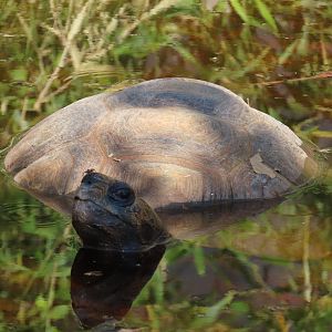 Asian Forest Tortoise
