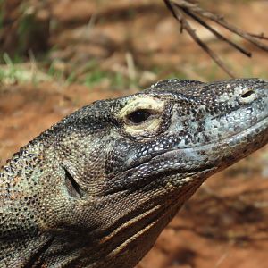 Komodo Dragon