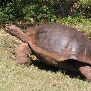 Volcán Alcedo Giant Tortoise (Chelonoidis niger vandenburghi)