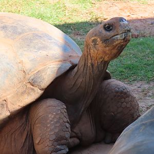 Volcán Alcedo Giant Tortoise (Chelonoidis niger vandenburghi)