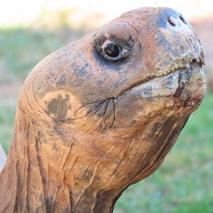 Volcán Alcedo Giant Tortoise (Chelonoidis niger vandenburghi)