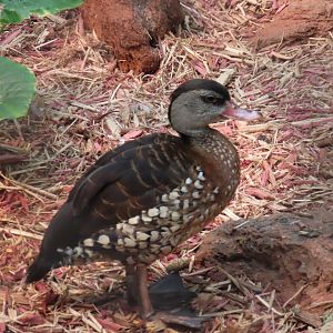 Spotted Whistling Duck