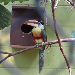 Curl-crested Aracari