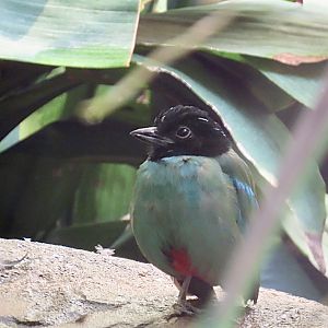 Hooded Pitta
