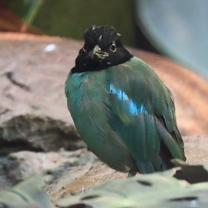 Hooded Pitta