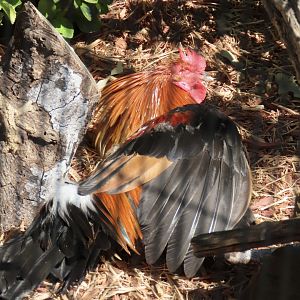 Red Junglefowl