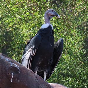 Andean Condor