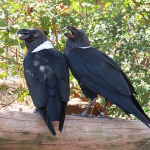 White-necked Ravens